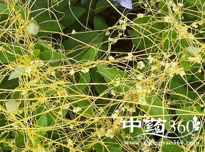 菟丝的功效作用