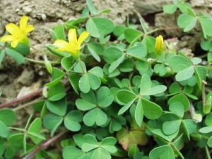 �����ݵĹ�Ч����