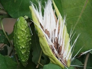 ��ˏ�ӵĹ�Ч����