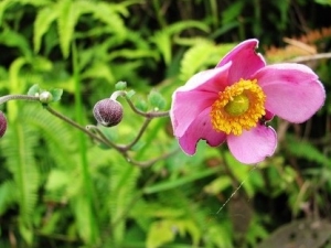 �����뻨���Ĺ�Ч����