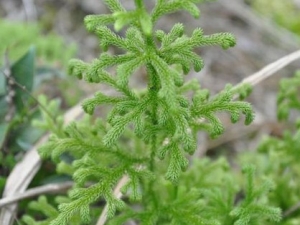 ���ݵĹ�Ч����