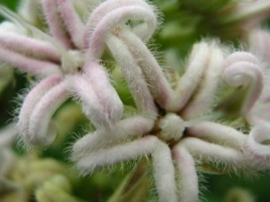 ��ˏ�Ĺ�Ч����