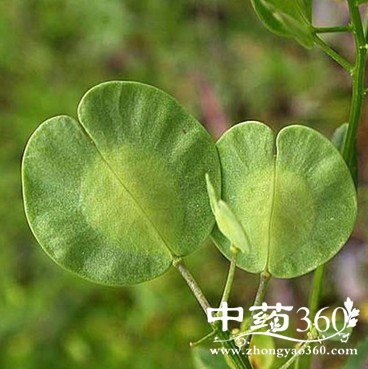 菥蓂的功效作用