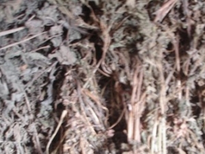 ��ĸ�ݵ����������