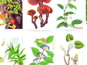 �и���������Щ��ҩ