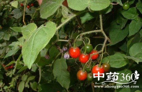 白英的药用价值与功效