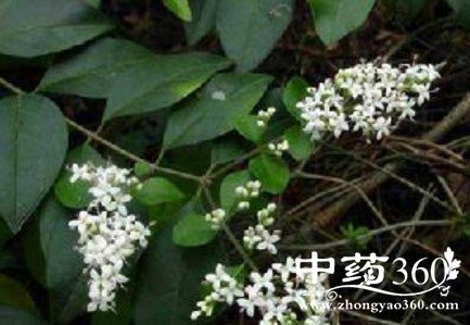 白药子药用价值与功效