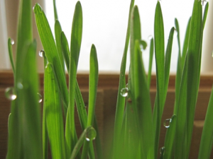 �²˵�Ӫ����ֵ�빦Ч