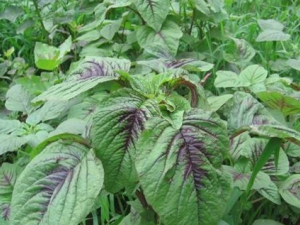 �Ȳ˵�Ӫ����ֵ�빦Ч