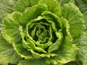 �ײ˵�Ӫ����ֵ������