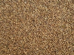 ���ҩ�Ĺ�Ч����