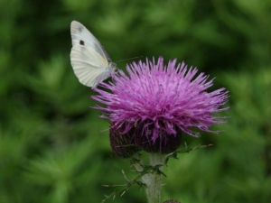 ��׶��ݵĹ�Ч����