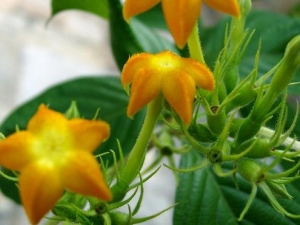 �����Ĺ�Ч����