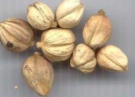 ���ޢ�Ĺ�Ч����