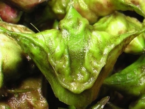 ��Ĺ�Ч����