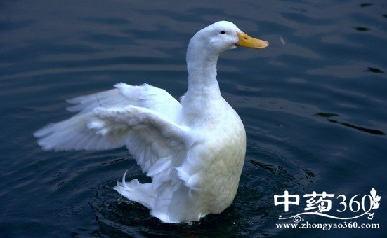 白鸭肉的药用价值与功效