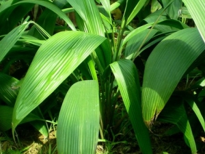 ����ظ��Ĺ�Ч����