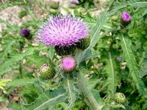 ��̶��˵Ĺ�Ч����