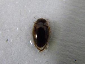 ����Ĺ�Ч����