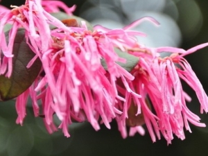 �����Ĺ�Ч����