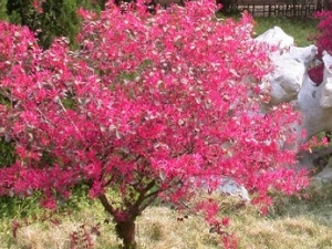 �������Ĺ�Ч����