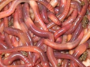 ����ʤ�� 6��ɱ����ҩ�����