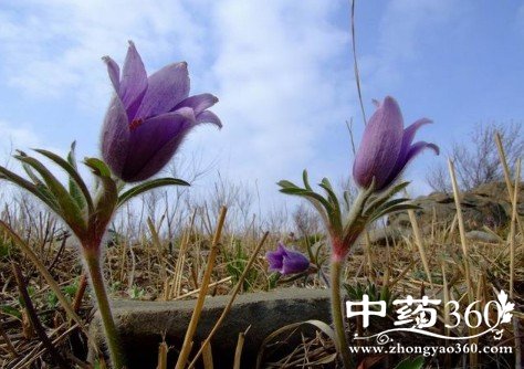 白头翁的中药价值与功效