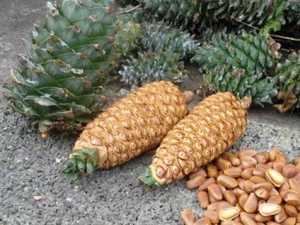 白松塔的药用价值与功效