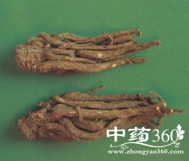 白升麻的药用价值与功效