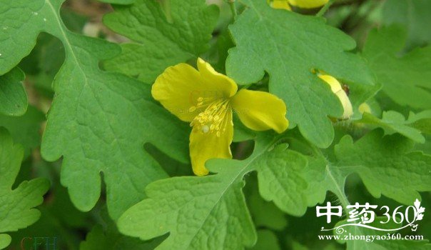 白屈菜的药用价值与功效