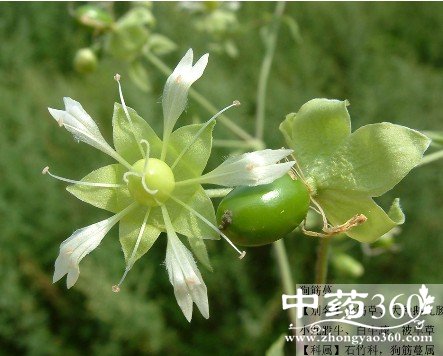 白牛膝的药用价值与功效