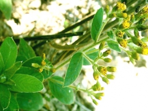 ��ţ����ҩ�ü�ֵ�빦Ч