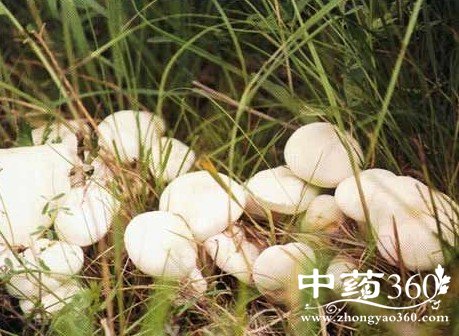 白蘑的药用价值与功效
