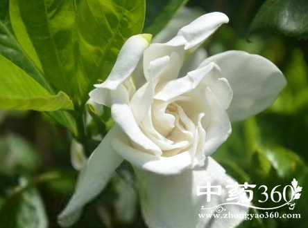 <a href='https://www.zhongyao360.com/z/zhizi/' target='_blank'></a>ĹЧ