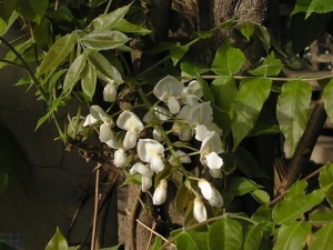 �󷢺��Ĺ�Ч����