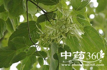 ��Ҷ�Ĺ�Ч����