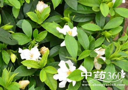 <a href='https://m.zhongyao360.com/z/zhizi/'></a>ĹЧ