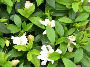 ���ӻ��Ĺ�Ч����