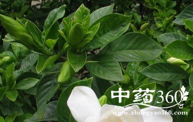 <a href='https://m.zhongyao360.com/z/zhizi/'></a>ҶĹЧ