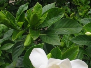 ����Ҷ�Ĺ�Ч����