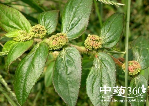 <a href='https://www.zhongyao360.com/z/dafeiyangcao/' target='_blank'></a>ĹЧ