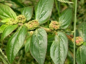 �����ݵĹ�Ч����