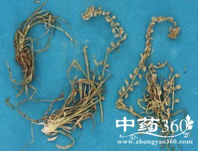 <a href='https://m.zhongyao360.com/z/dafeijincao/'>ν</a>ĹЧ