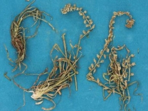 ��ν�ݵĹ�Ч����