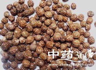 <a href='https://www.zhongyao360.com/z/wutongzi/' target='_blank'>ͩ</a>ĹЧ