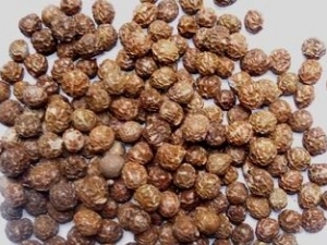 ��ͩ�ӵĹ�Ч����