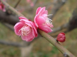 ÷¶�Ĺ�Ч����