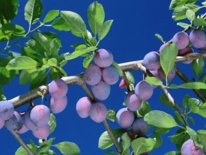 ÷���Ĺ�Ч����