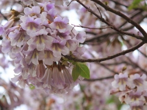 ��ͩ���Ĺ�Ч����