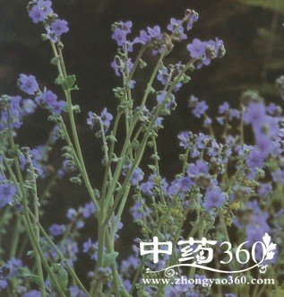 <a href='https://www.zhongyao360.com/z/caoguo/' target='_blank'>ݹ</a>ʵĹЧ